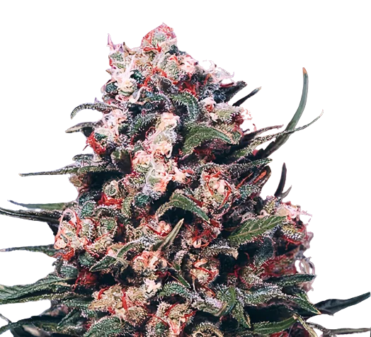 Eran Almog Cannabis Seeds