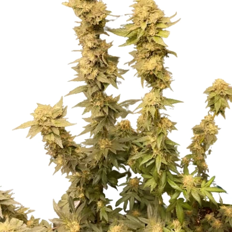 Extreme Cream Cannabis Seeds