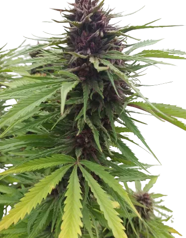 Fat Purple Cannabis Seeds