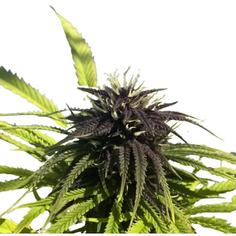 Frida Cannabis Seeds