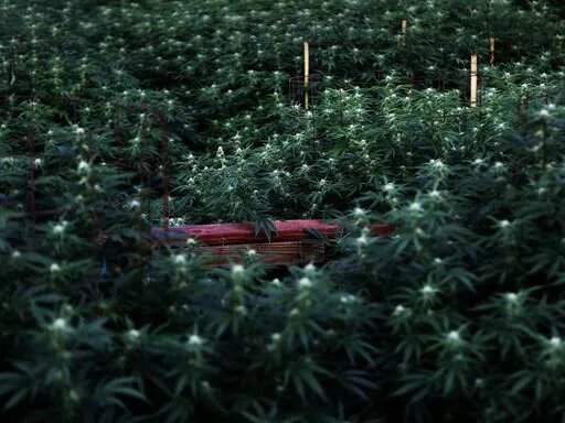 Gardens as Art Galleries