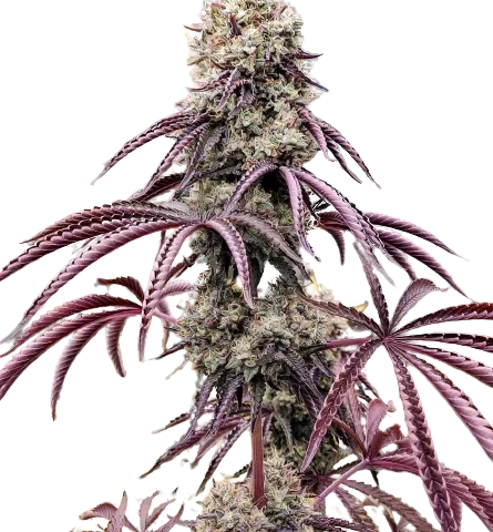 Georgia Pie Cannabis Seeds