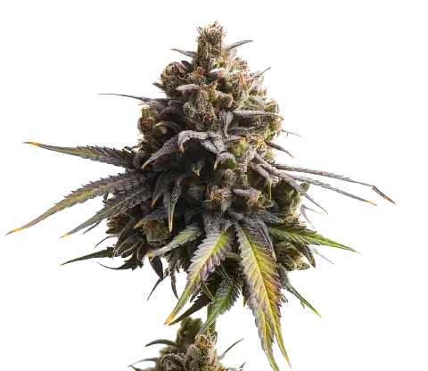 gobbstopper cannabis seeds