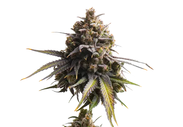 gobbstopper cannabis seeds
