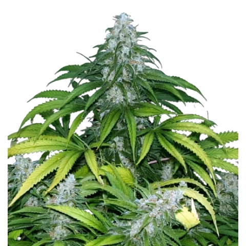 Grape Krush Cannabis Seeds
