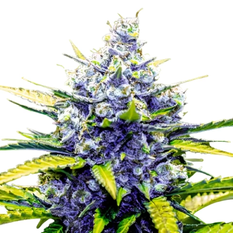 Green Cheese Cannabis Seeds