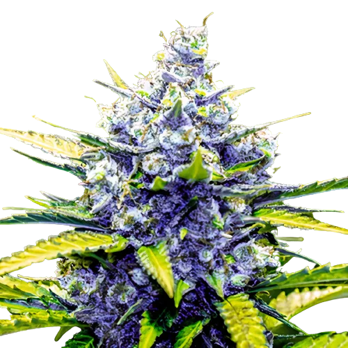 Green Cheese Cannabis Seeds