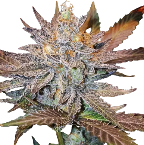 Guard Dawg Cannabis Seeds