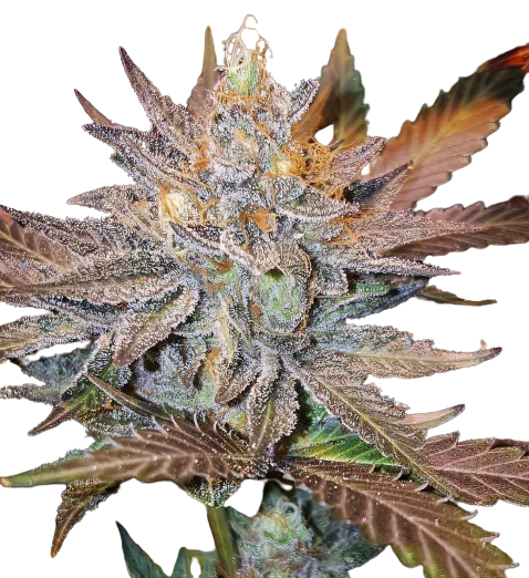 Guard Dawg Cannabis Seeds
