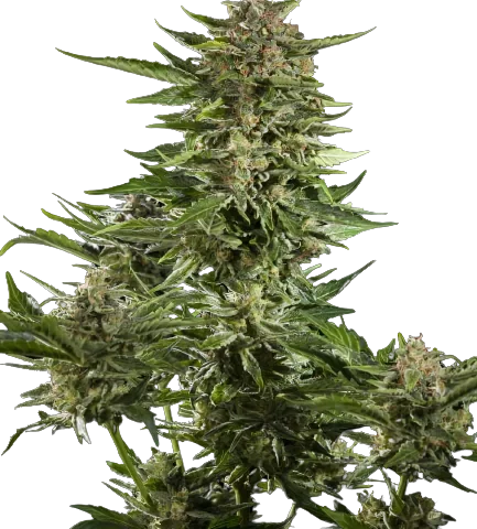 Guido Kush Cannabis Seeds