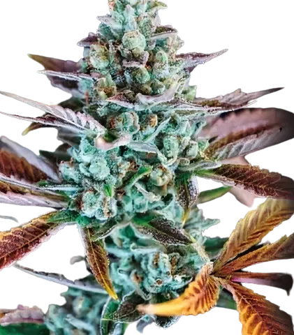Gupta Kush Cannabis Seeds