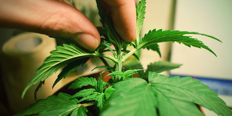 How to trim the cannabis plants