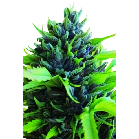 Humboldt Dream Cannabis Seeds