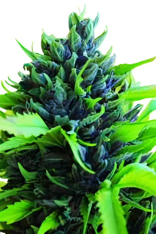 Humboldt Dream Cannabis Seeds