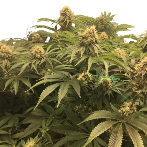 Humboldt Headband Cannabis Seeds