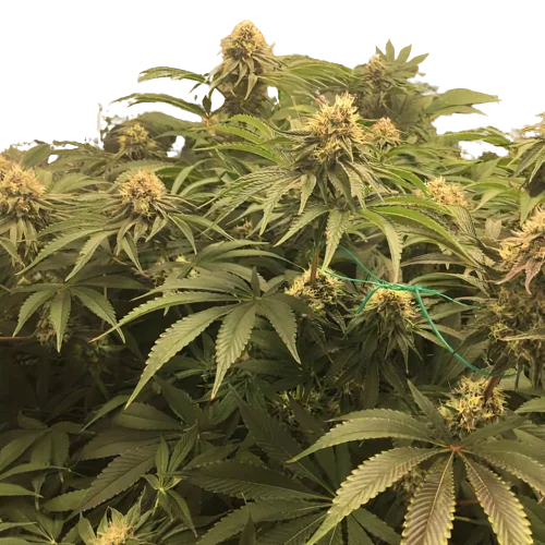 Humboldt Headband Cannabis Seeds