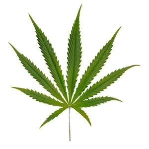 Cannabis hybrid leaf