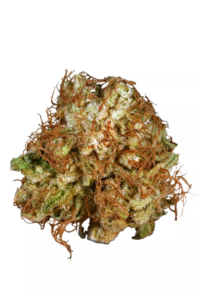 Industrial Plant Cannabis Seeds - Image 2