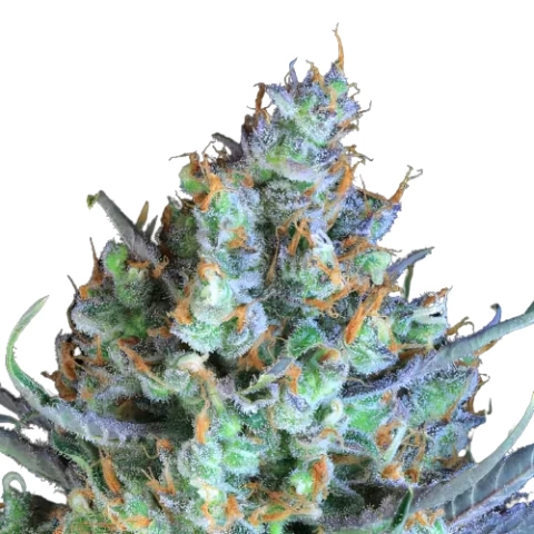 Jacked-Up Cannabis Seeds