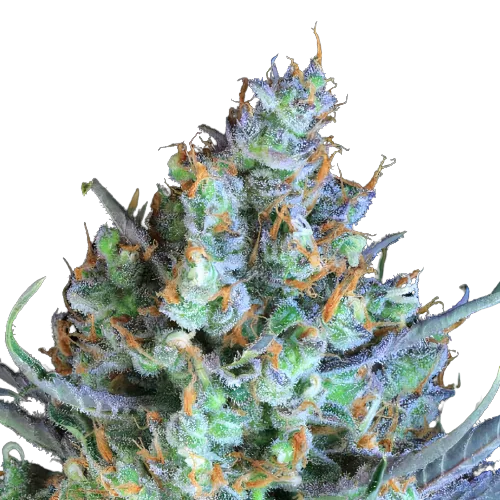 Jacked-Up Cannabis Seeds