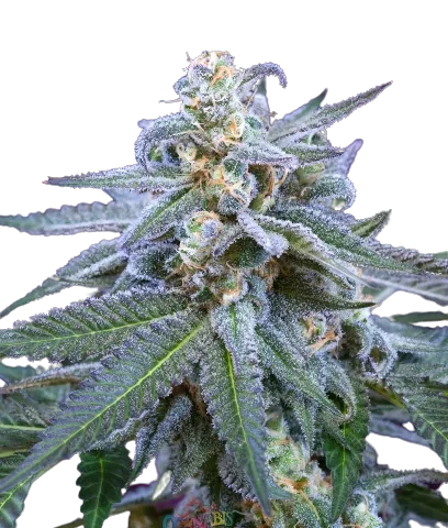Killer Grape Cannabis Seeds