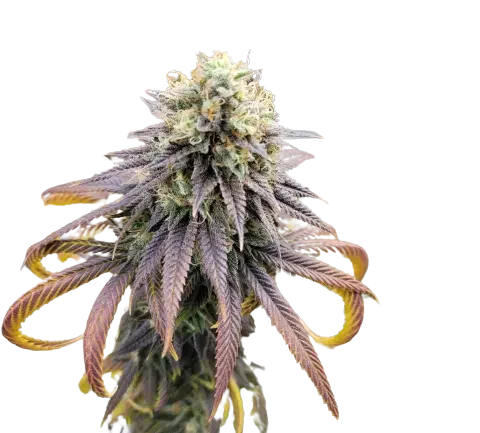 Krishna Kush Cannabis Seeds