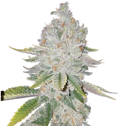 L.A. Sunshine Cannabis Seeds