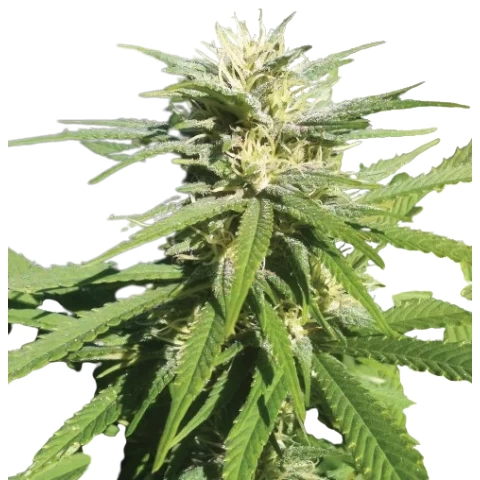 Lamborghini Cannabis Seeds