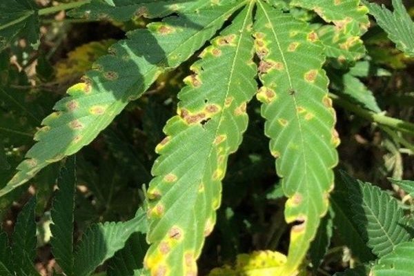 Leaf Septoria on Cannabis