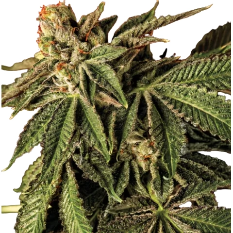 Liquid Butter Cannabis Seeds