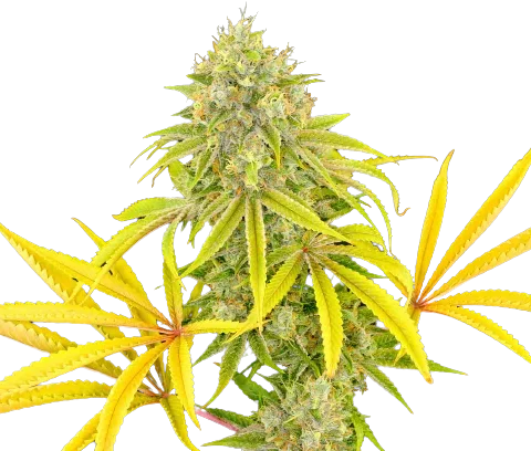 Longbottom Leaf Cannabis Seeds