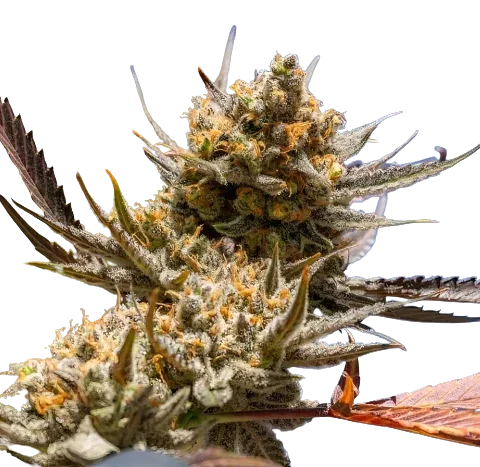 Magic Beans OG Cannabis Seeds