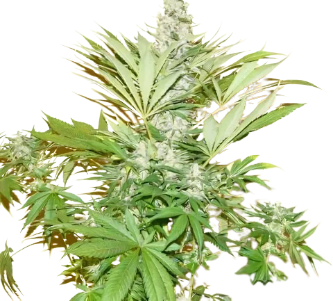 Mean Misty Cannabis Seeds