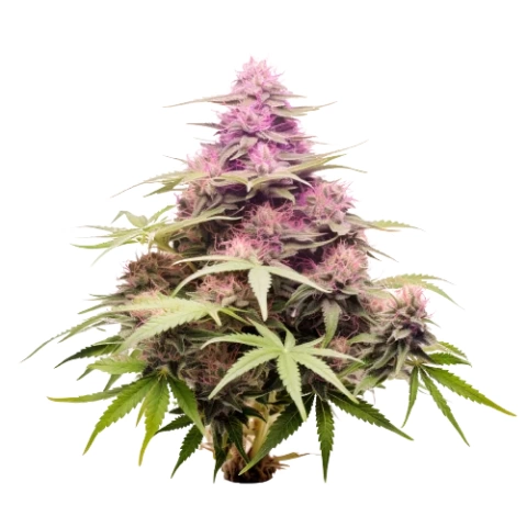 nicole kush cannabis seeds