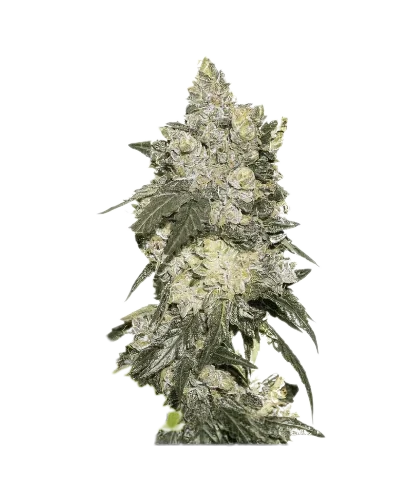 Nuclear Cookies Cannabis Seeds