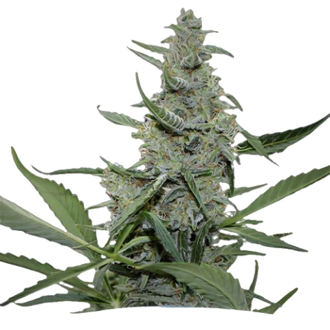 Nuken Cannabis Seeds