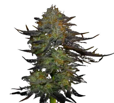Orange Haze Cannabis Seeds