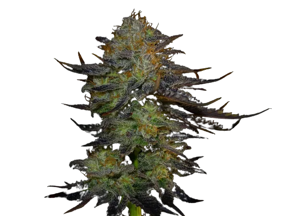 Orange Haze Cannabis Seeds