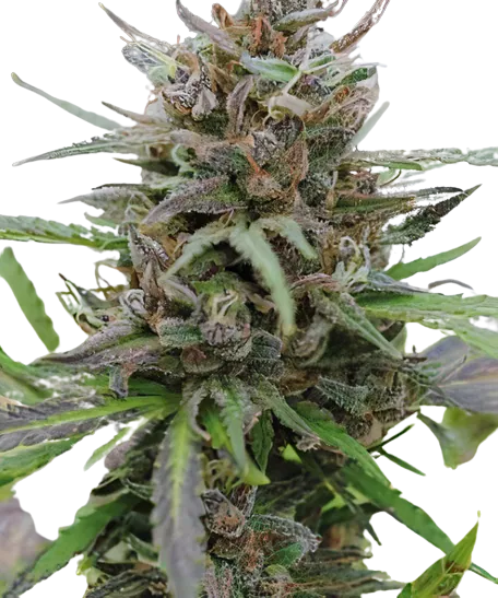 Paris XXX Cannabis Seeds