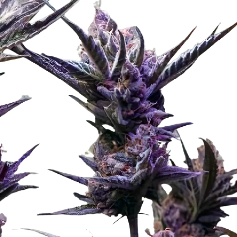 Pop Rox cannabis seeds