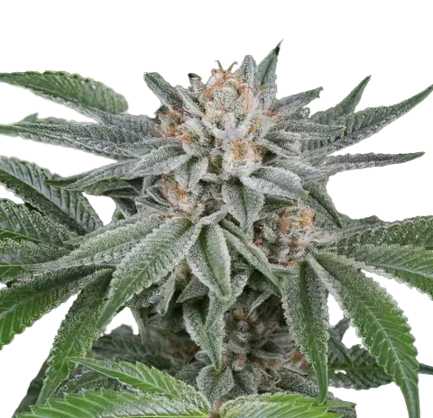 Popcorn Kush cannabis seeds