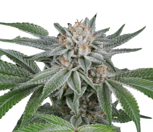 Popcorn Kush cannabis seeds