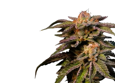 Pure Love cannabis seeds