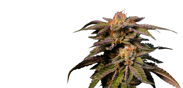 Pure Love cannabis seeds