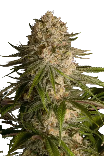 Pure OG cannabis seeds