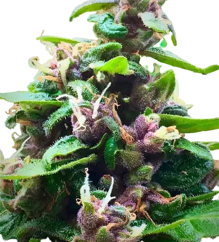 Purple Nepal cannabis seeds