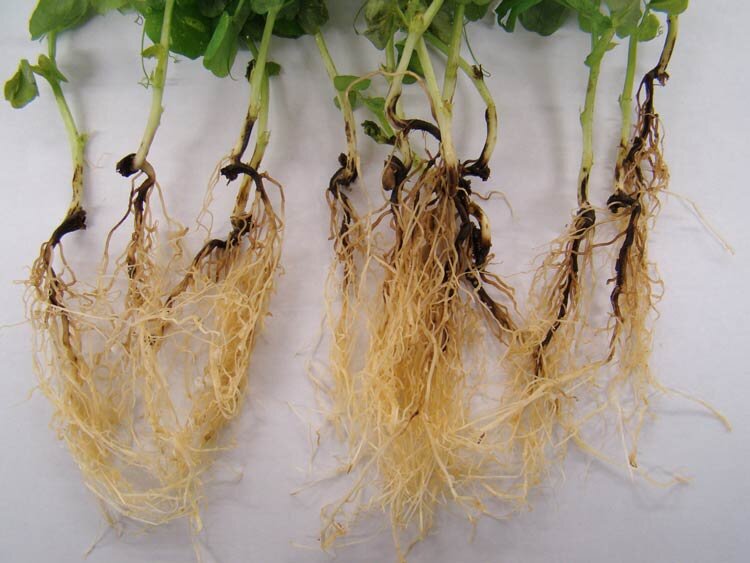 Root Rot Cannabis