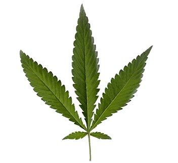 Cannabis ruderalis leaf