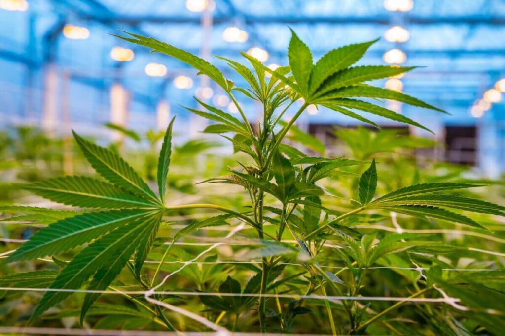 Screen of Green Cannabis Cultivating 