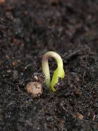 Germination